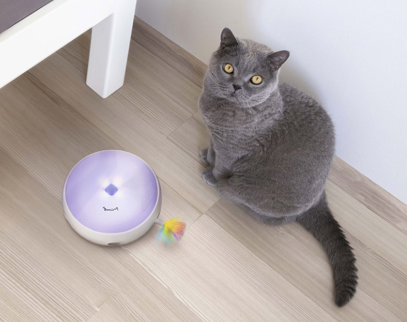 Imagem de cima do Crazy Donut no chão e ao lado direto um gato de pelos cinzas e olhos castanhos