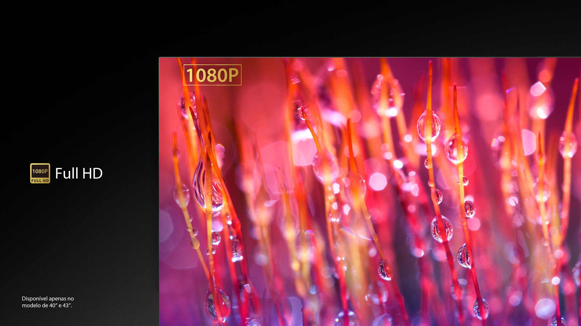 Detalhe de uma flor vibrante com gotas de água, evidenciando sua textura e cores em qualidade Full HD